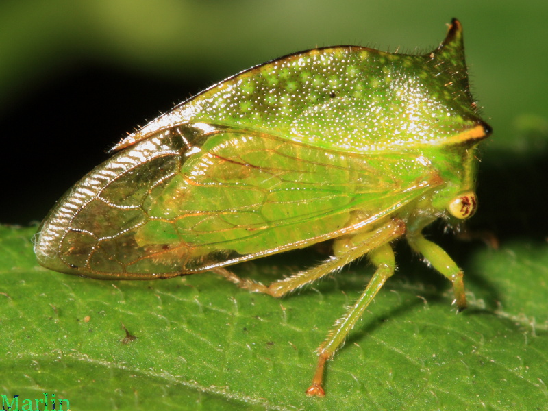 Treehopper - Ceresa taurina
