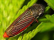 Cuerna costalis