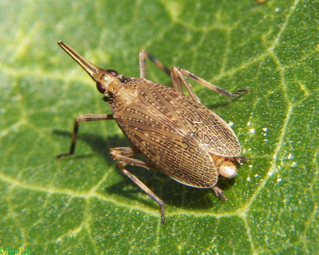 Fulgorid Planthopper - Scolops sulcipes