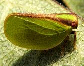 Acanalonia bivittata