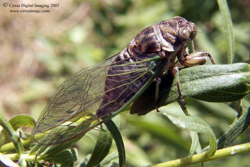 Annual Cicada - Tibicen canicularis