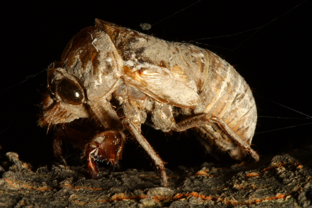 Cicada Exuvia