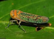 Planthopper