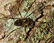 Odiellus pictus