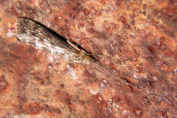 Caddisfly