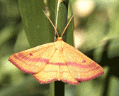 Chickweed Geometer Moth