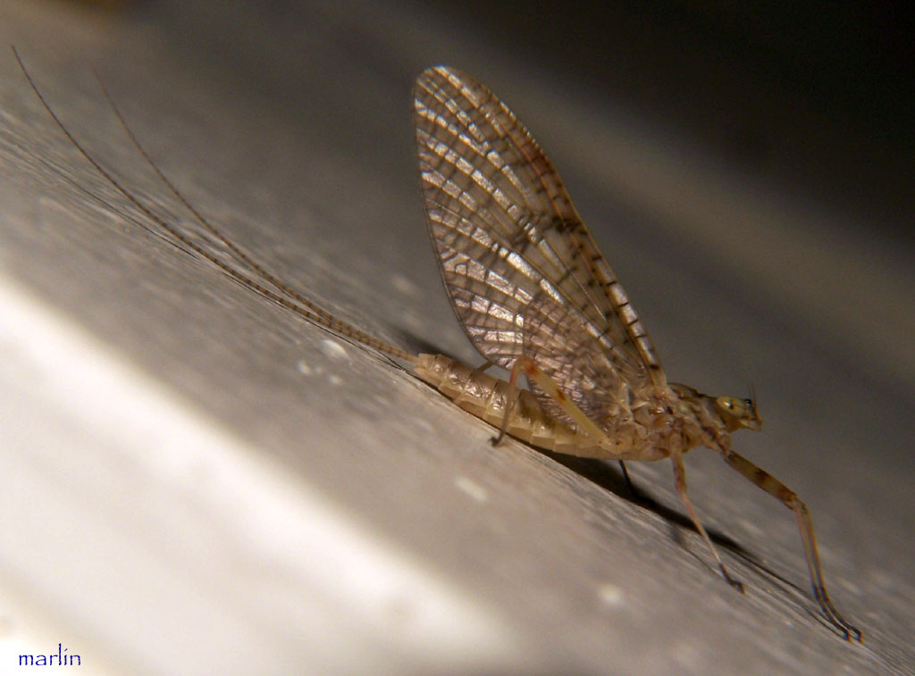 Mayfly