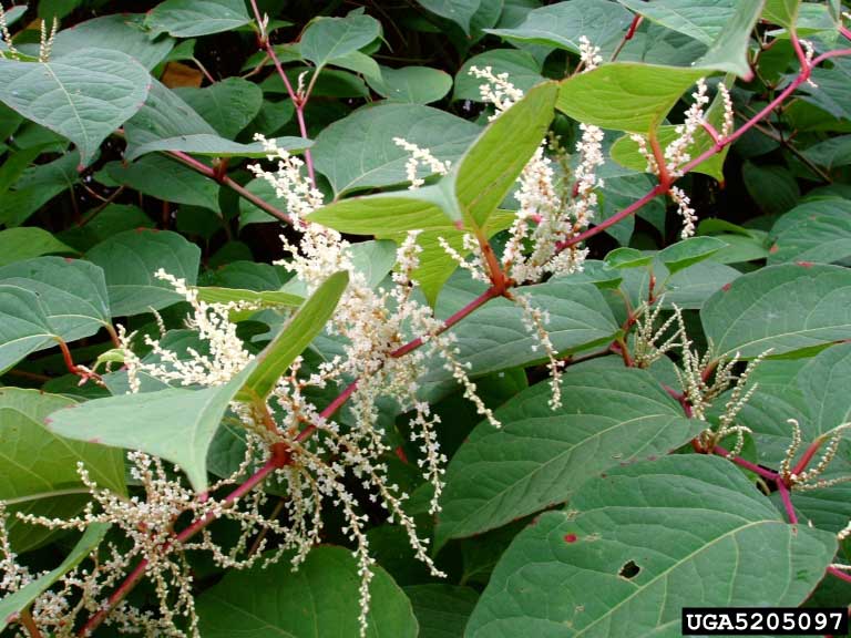 Japanese Knotweed