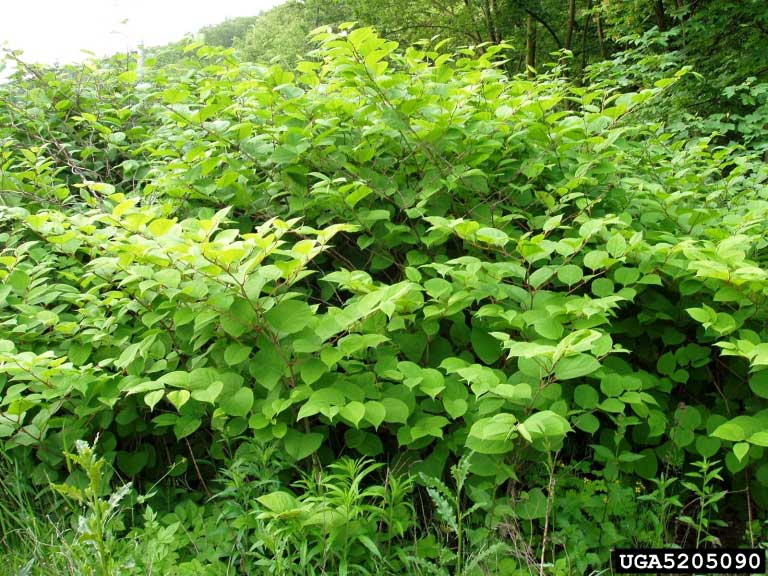 Japanese Knotweed