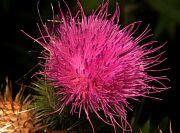 Bull Thistle Invasive 