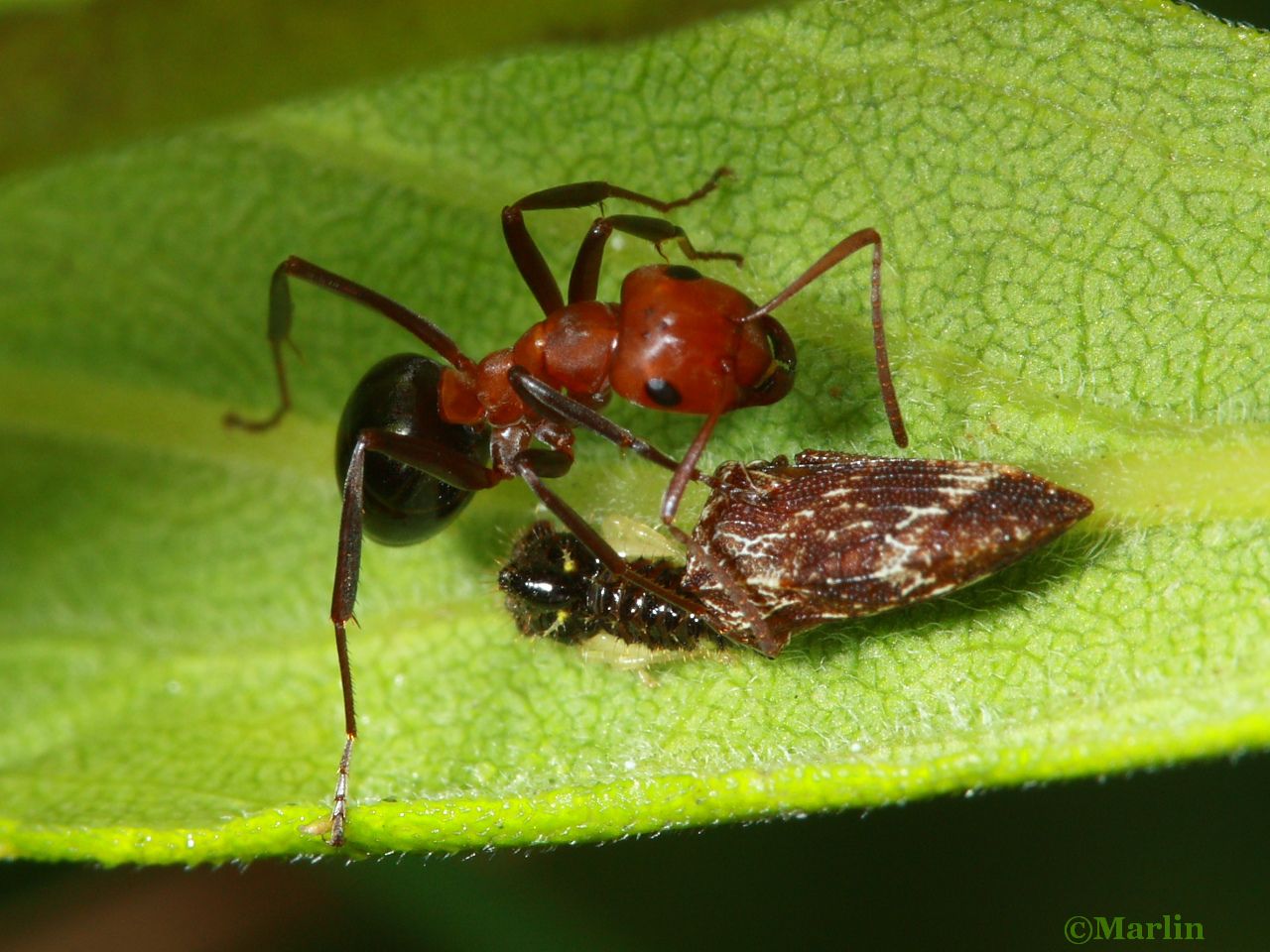 Allegheny mound ant and hoppers (adult & nymph)