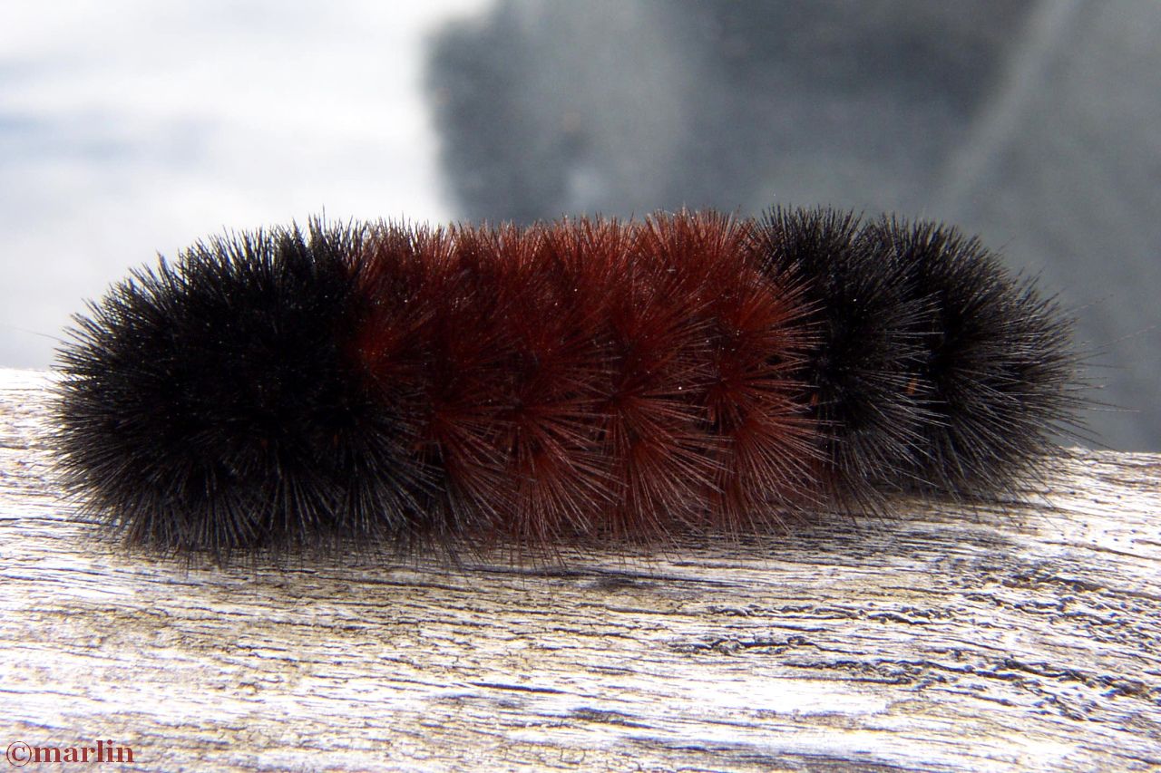 Banded Woolly Bear Caterpillar - Isabella Tiger Moth Larva