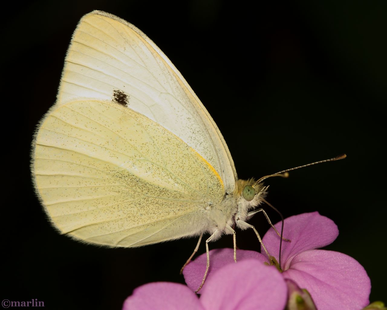 Cabbage White Butterfly - Pieris rapae