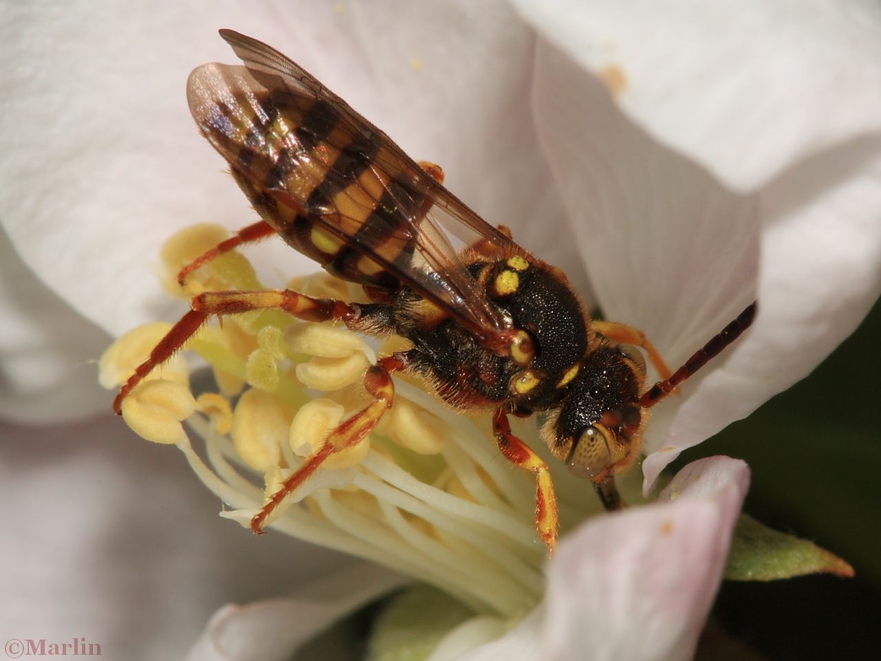 Cuckoo bee taking nectar