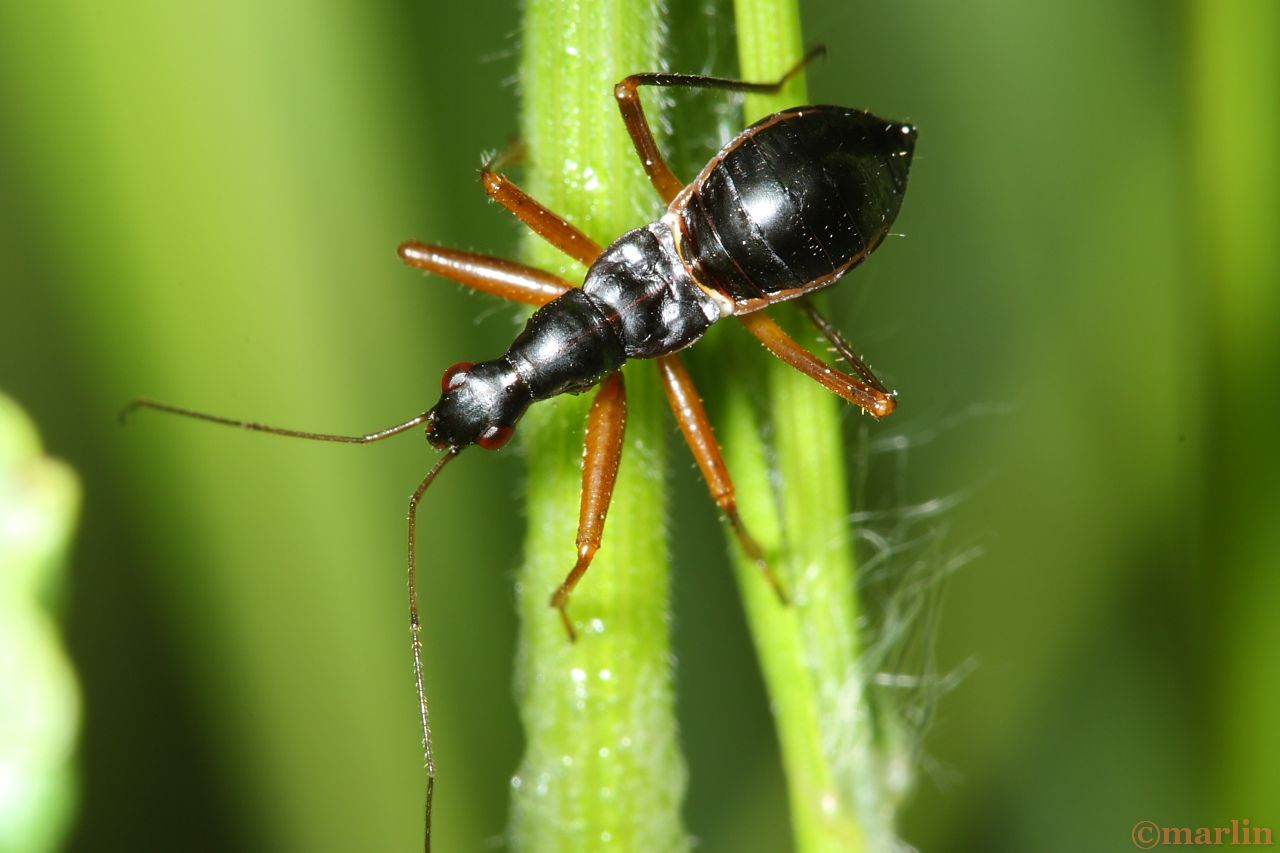 Damsel Bug - Nabis subcoleoptratus