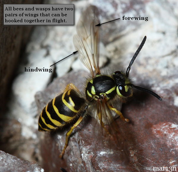 Bees and wasps have four wings