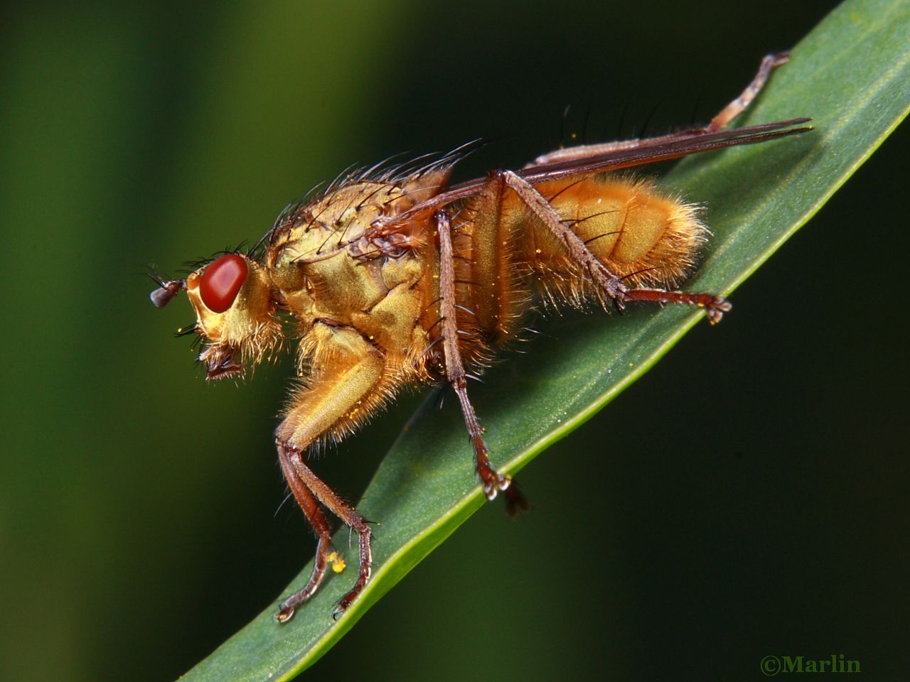 Golden Dung Fly, Scathophaga stercoraria
