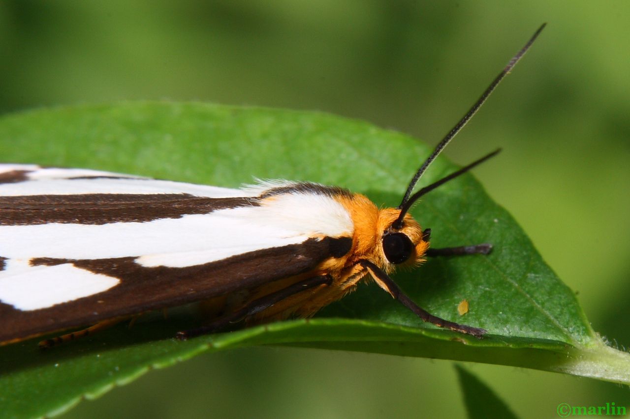 Reversed Haploa Moth - Haploa reversa Hodges #8109