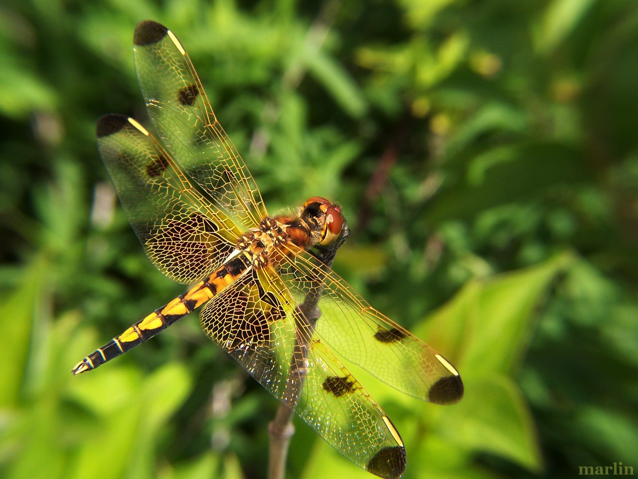 calico pennant dragonfly female