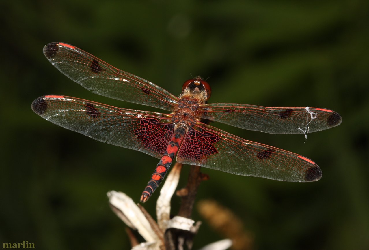 male calico pennant dragonfly