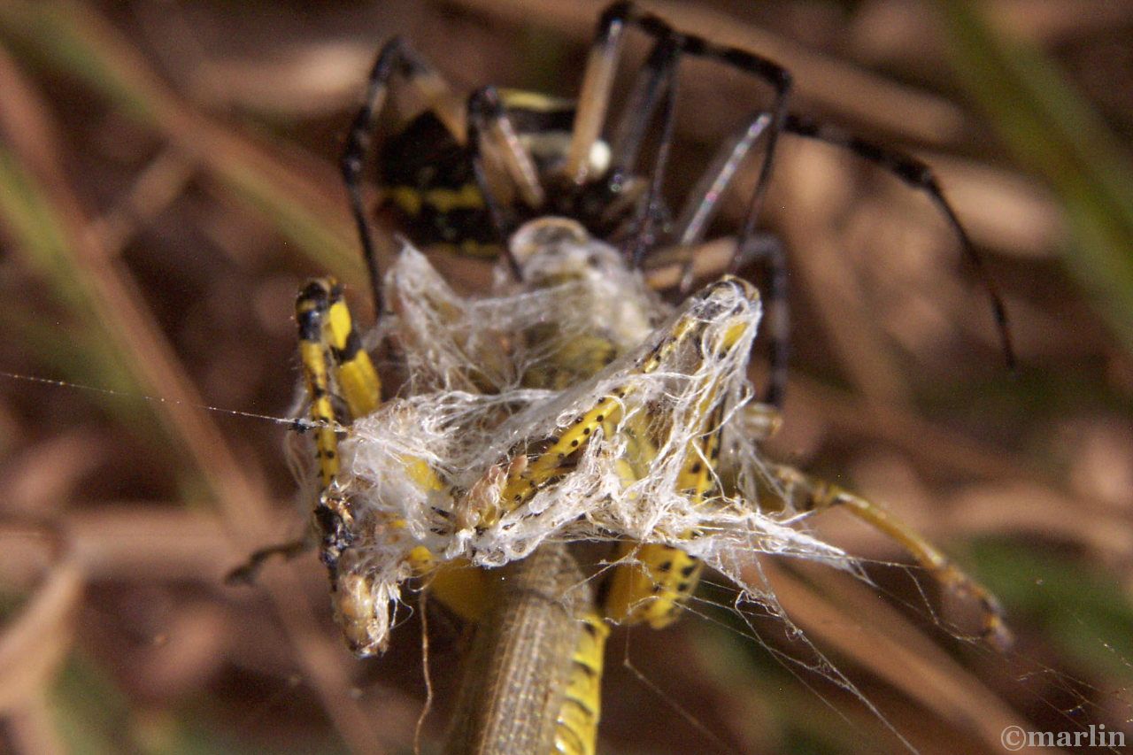 garden spider with grasshopper prey