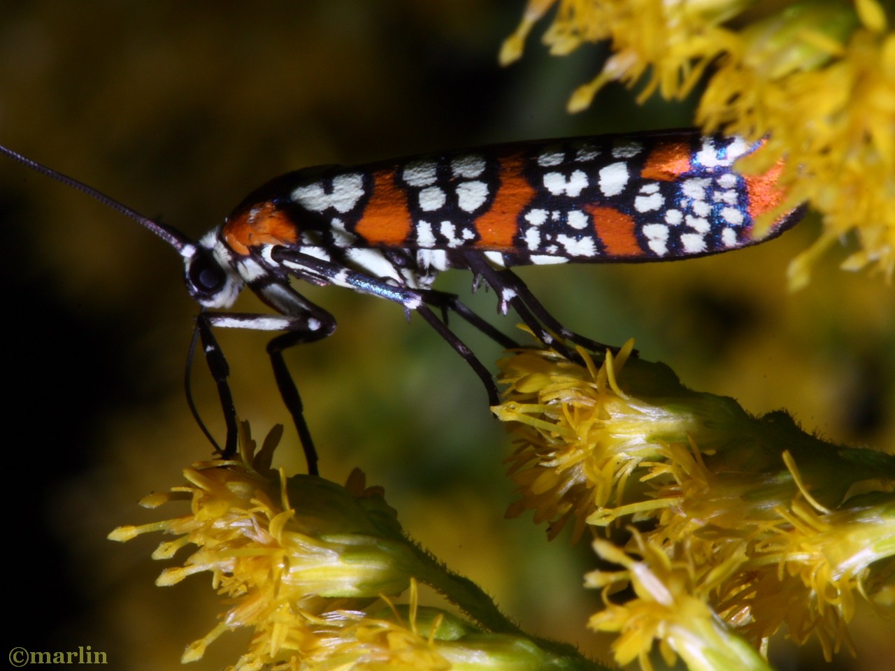 Ailanthus webworm moth