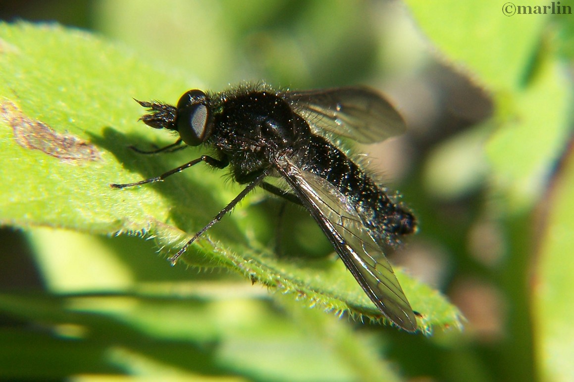 Bee Fly, Aldrichia species