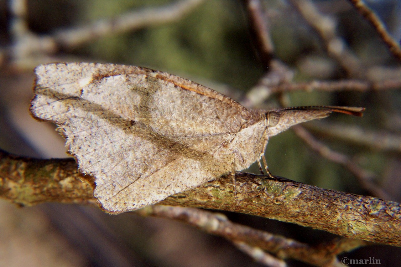 snout butterfly twig shadow camouflage