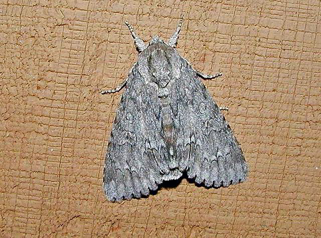 American Dagger Moth - photo courtesy Cindy Mead