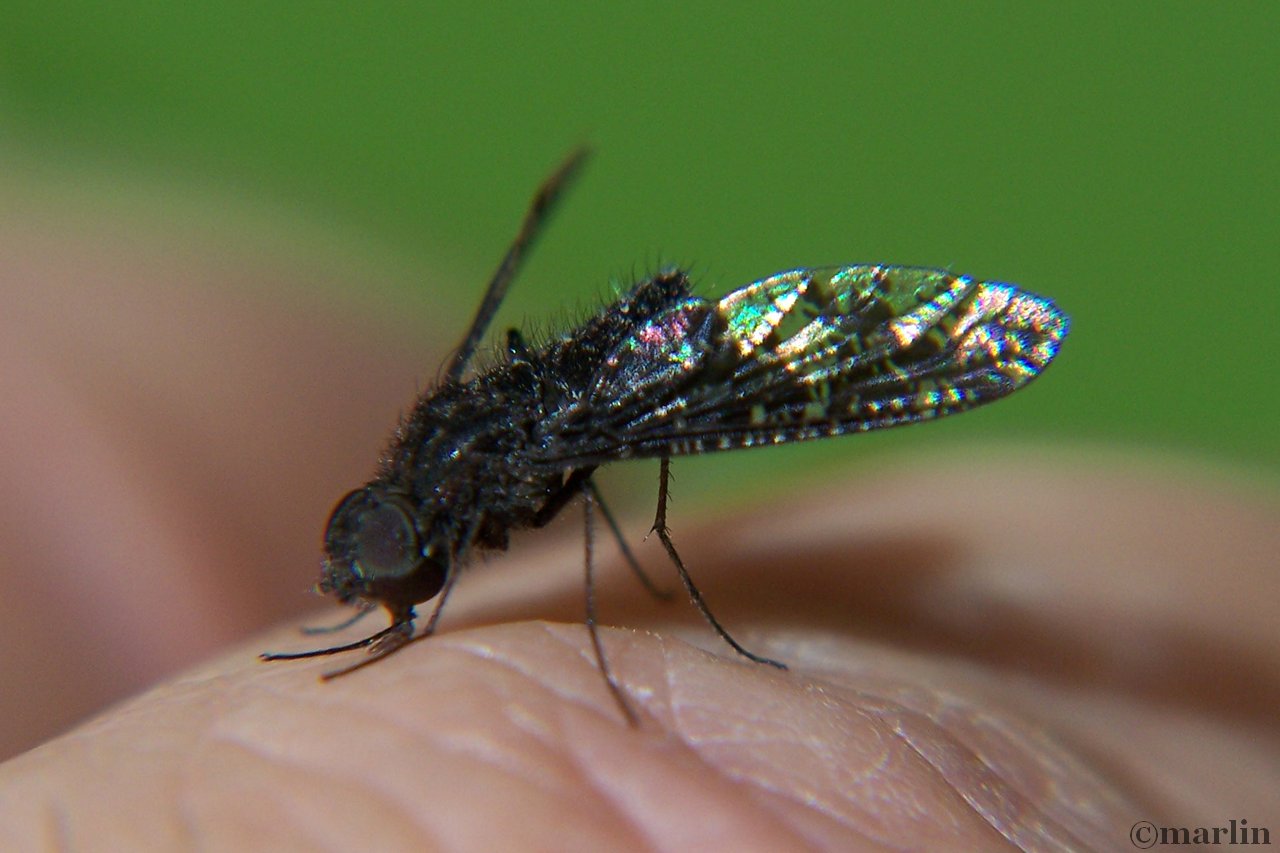 bee fly, Antrax species