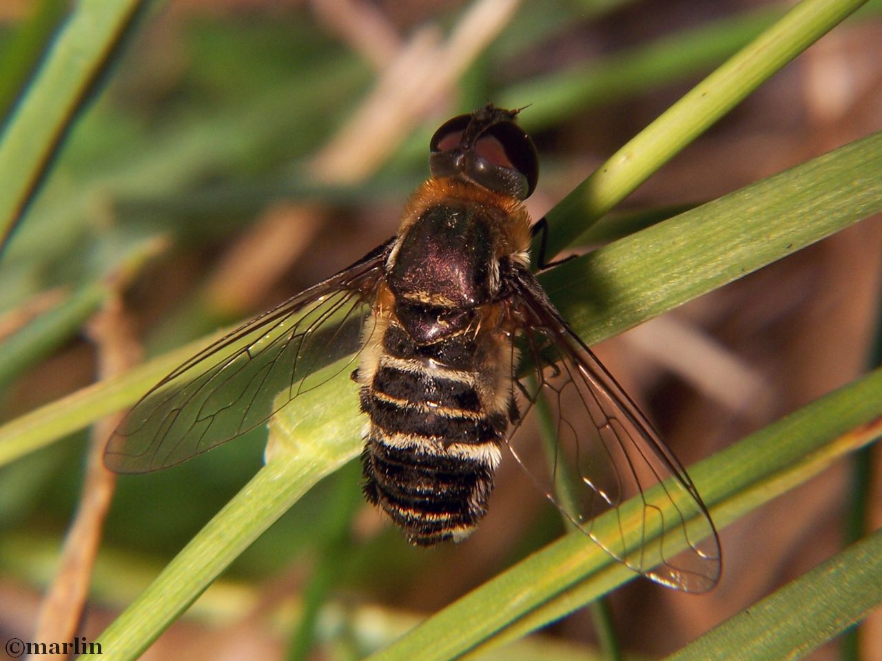 Bee fly, Villa species