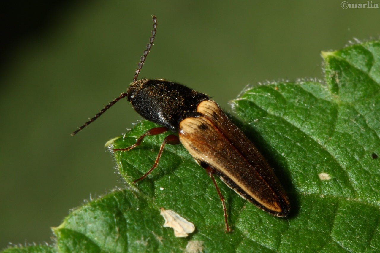 Click Beetle - Ampedus species