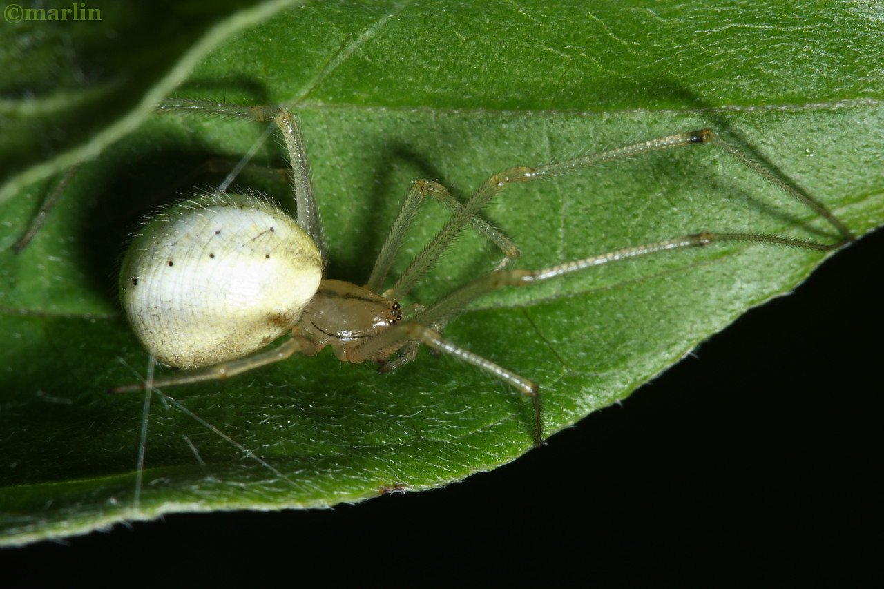 cobweb spider e ovata 1
