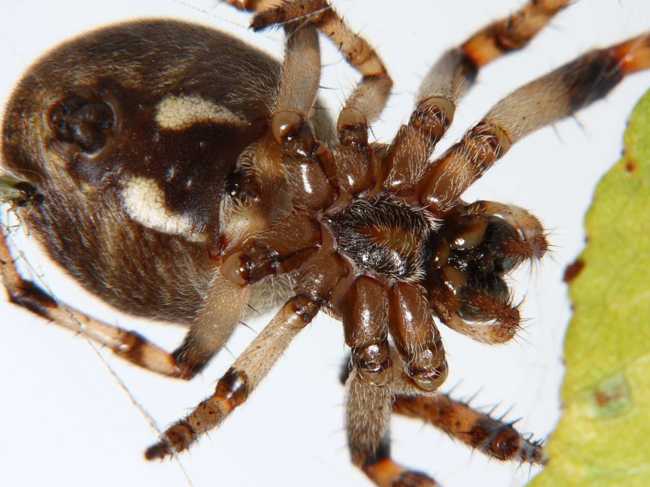 Female furrow spider ventral view