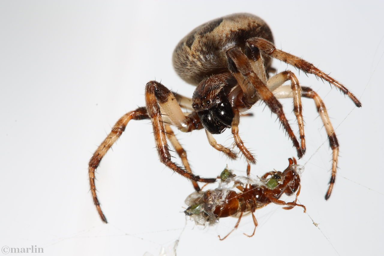 furrow spider with queen ant prey