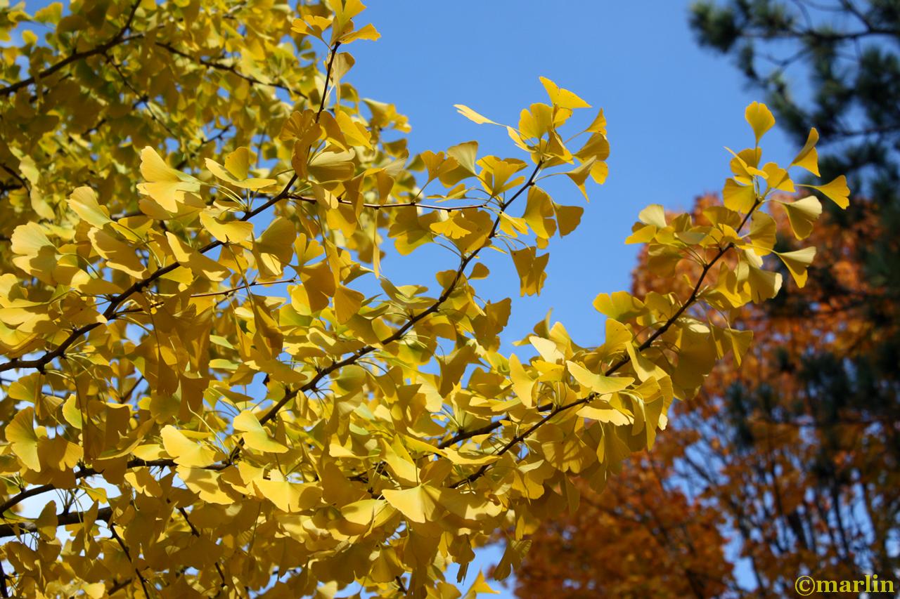 Ginkgo fall foliage