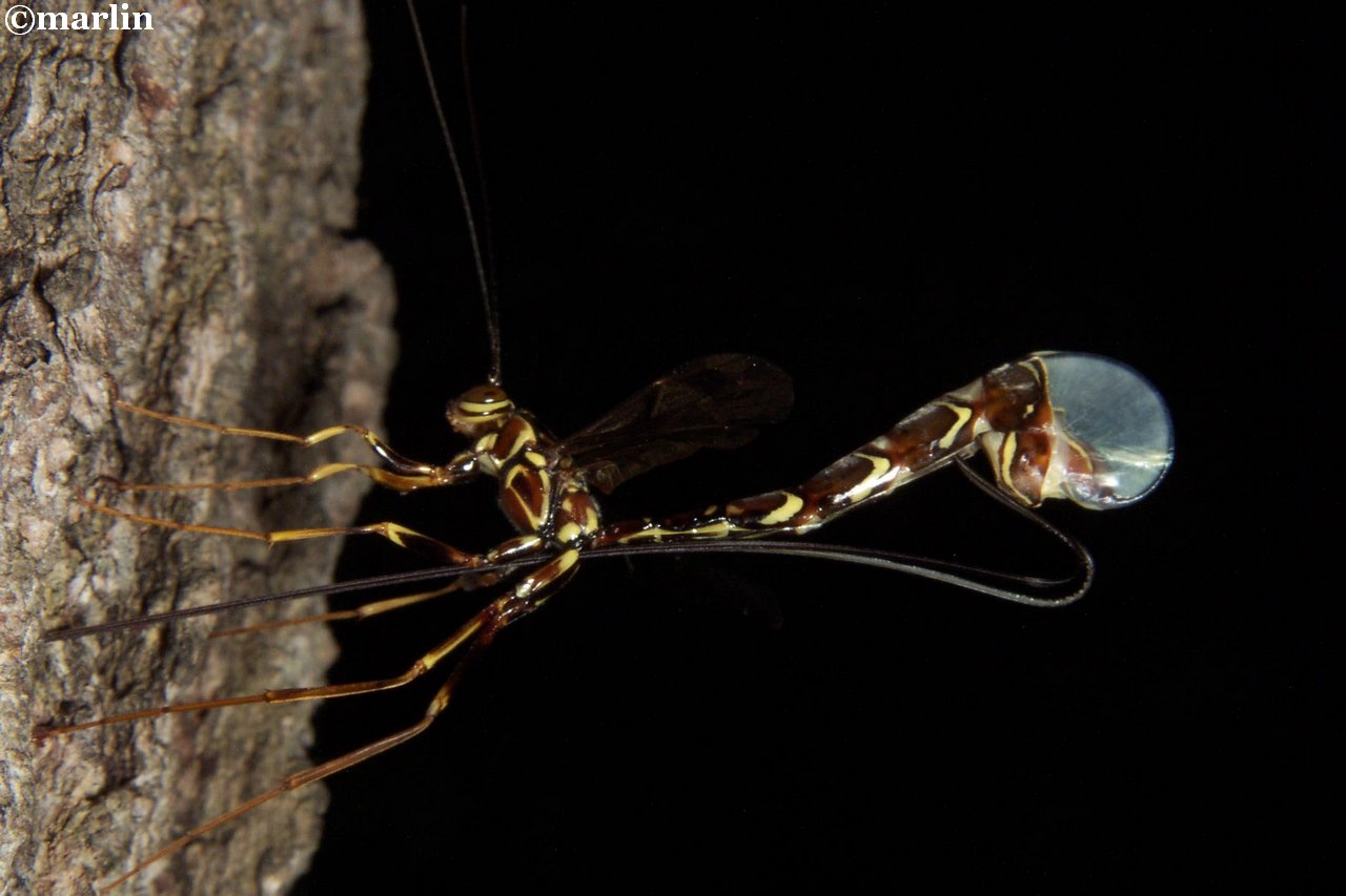 Megarhyssa wasp laying eggs