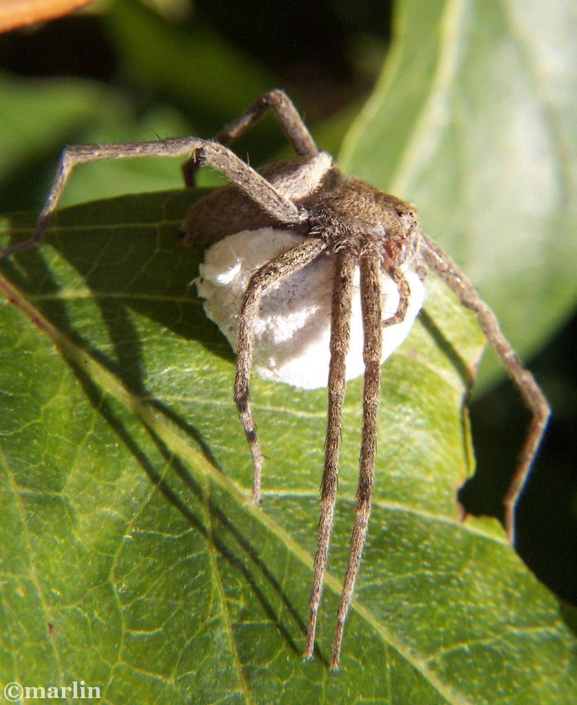 Nursery web spider with egg sac