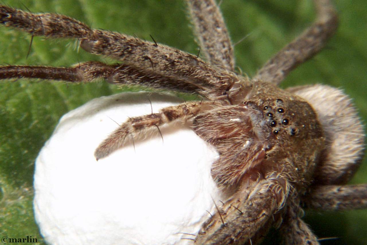 Nursery web spider with egg sac