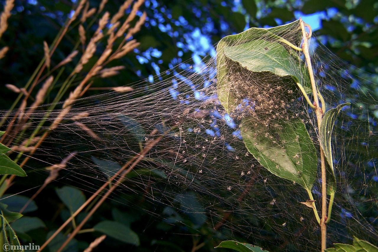 Nursery web with spider hatchlings