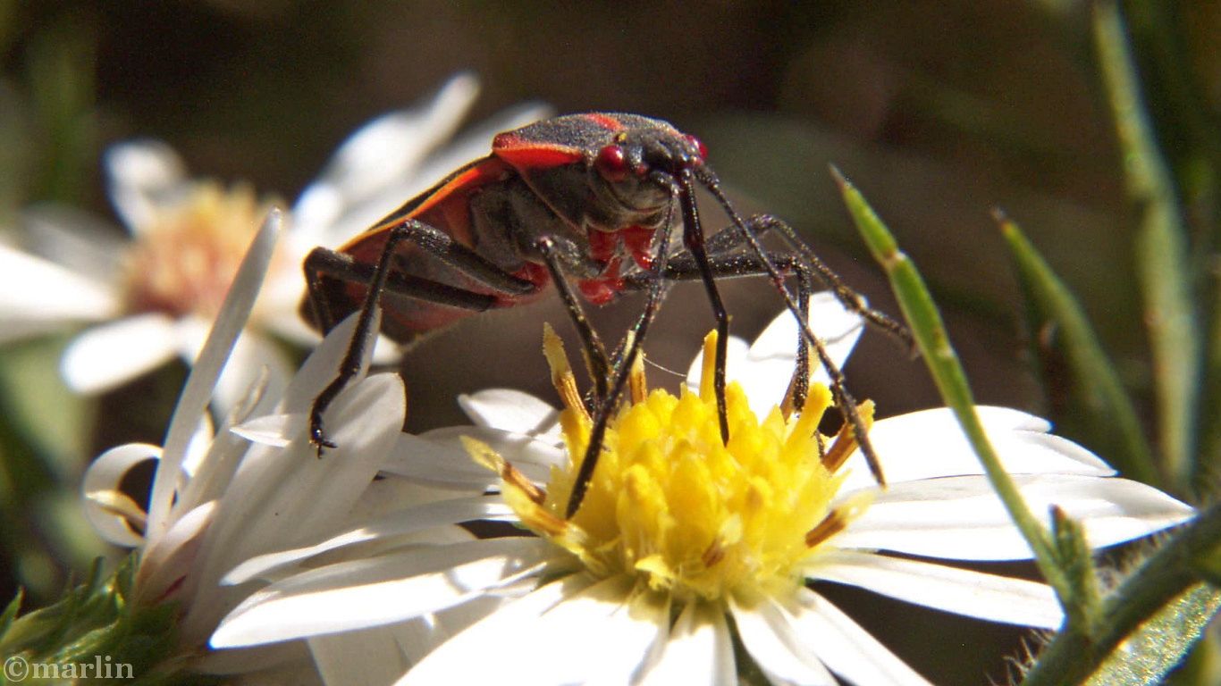 box elder bug pollinator