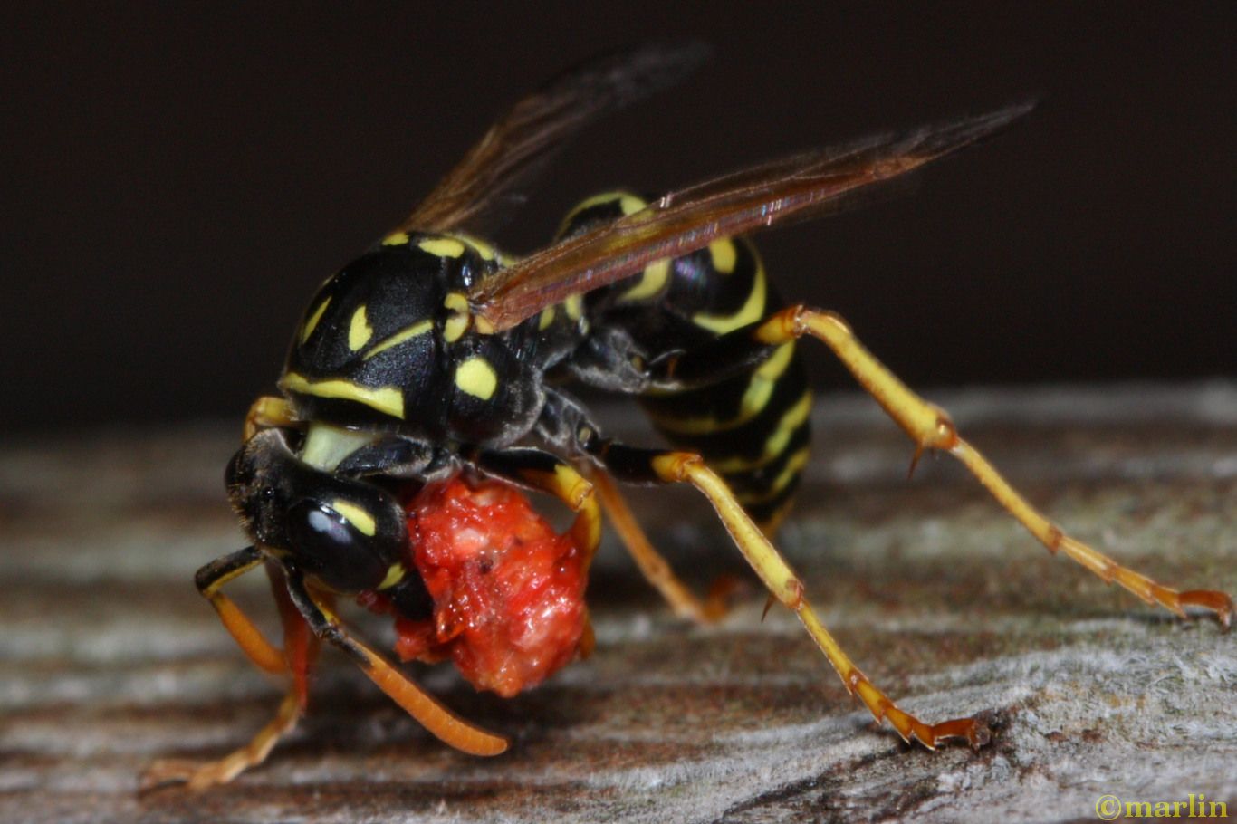 paper wasp vs box elder bug