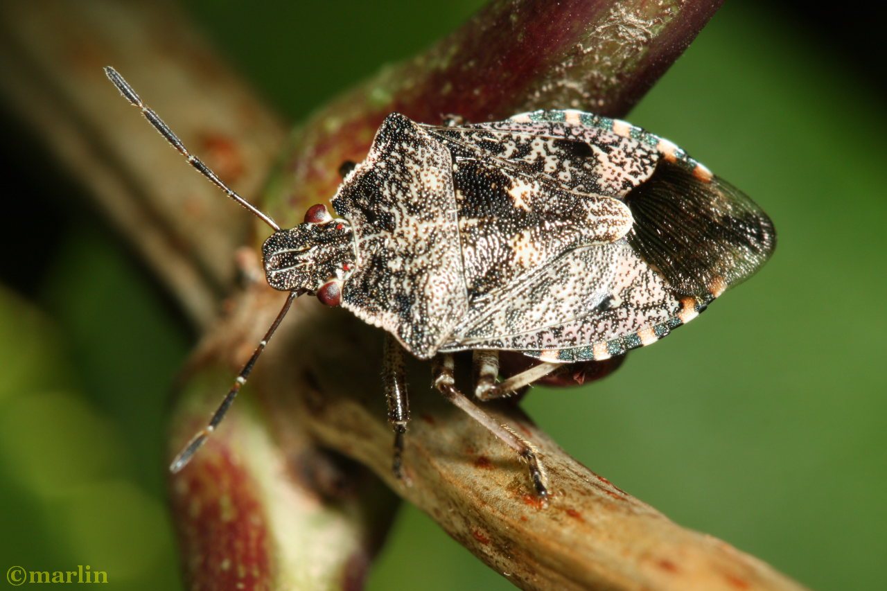 stink bug Apateticus lineolatus
