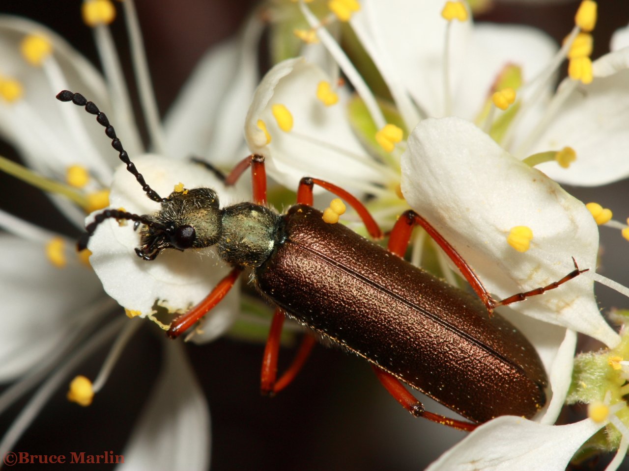 Blister Beetle Lytta aenea