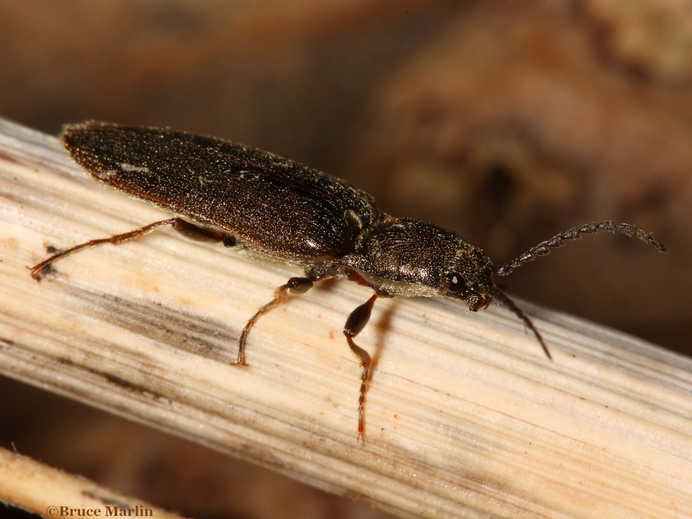 Click Beetle Sylvanelater cylindriformis
