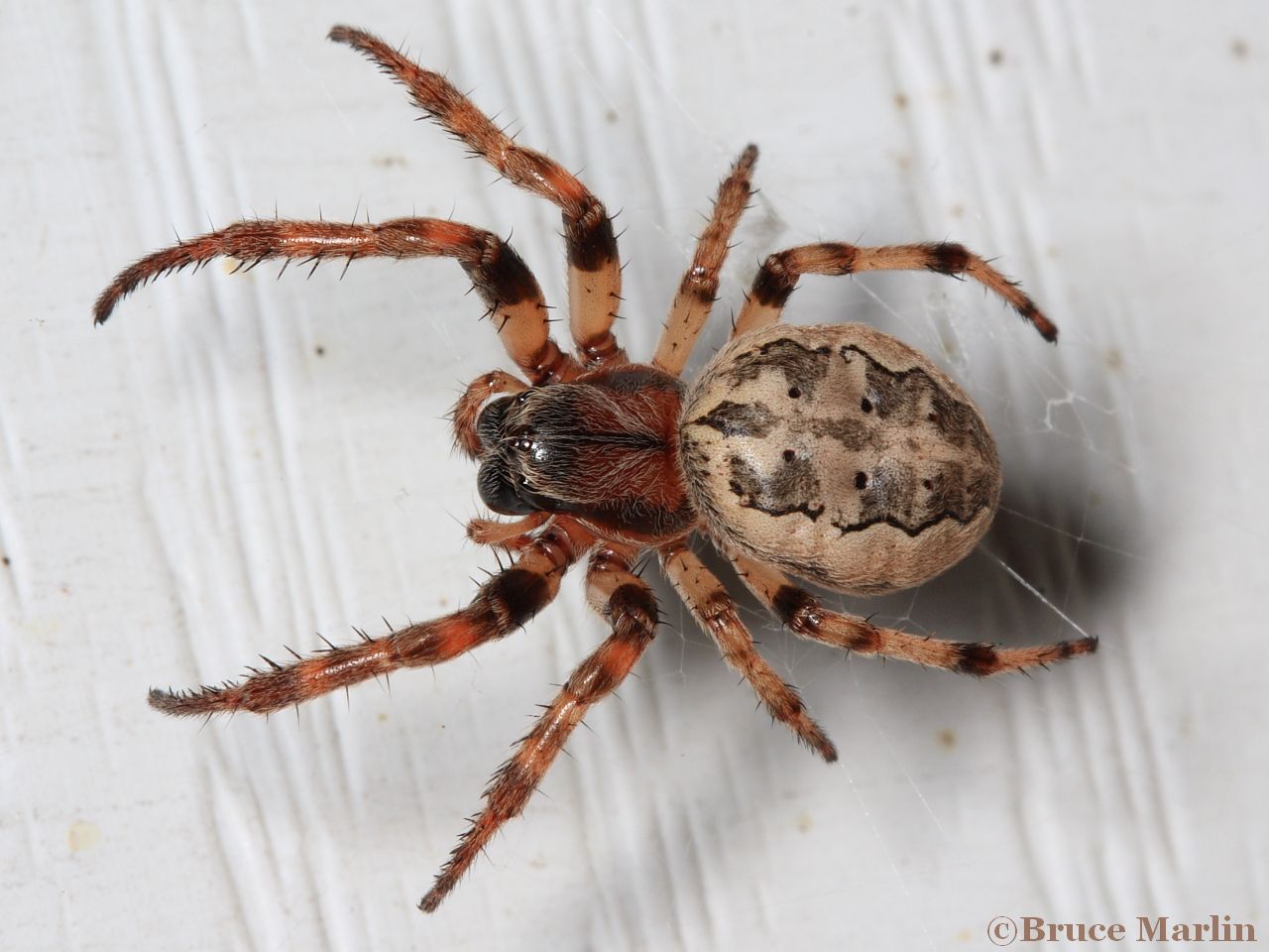 Spiders North American Insects & Spiders