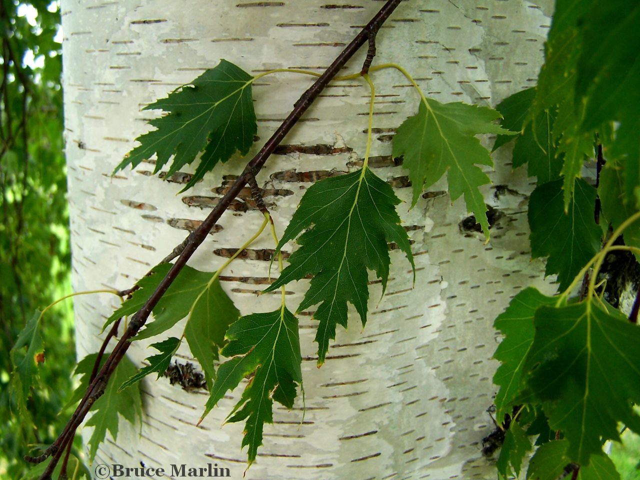 Family Betulaceae - Birch, Alder & Hornbeam