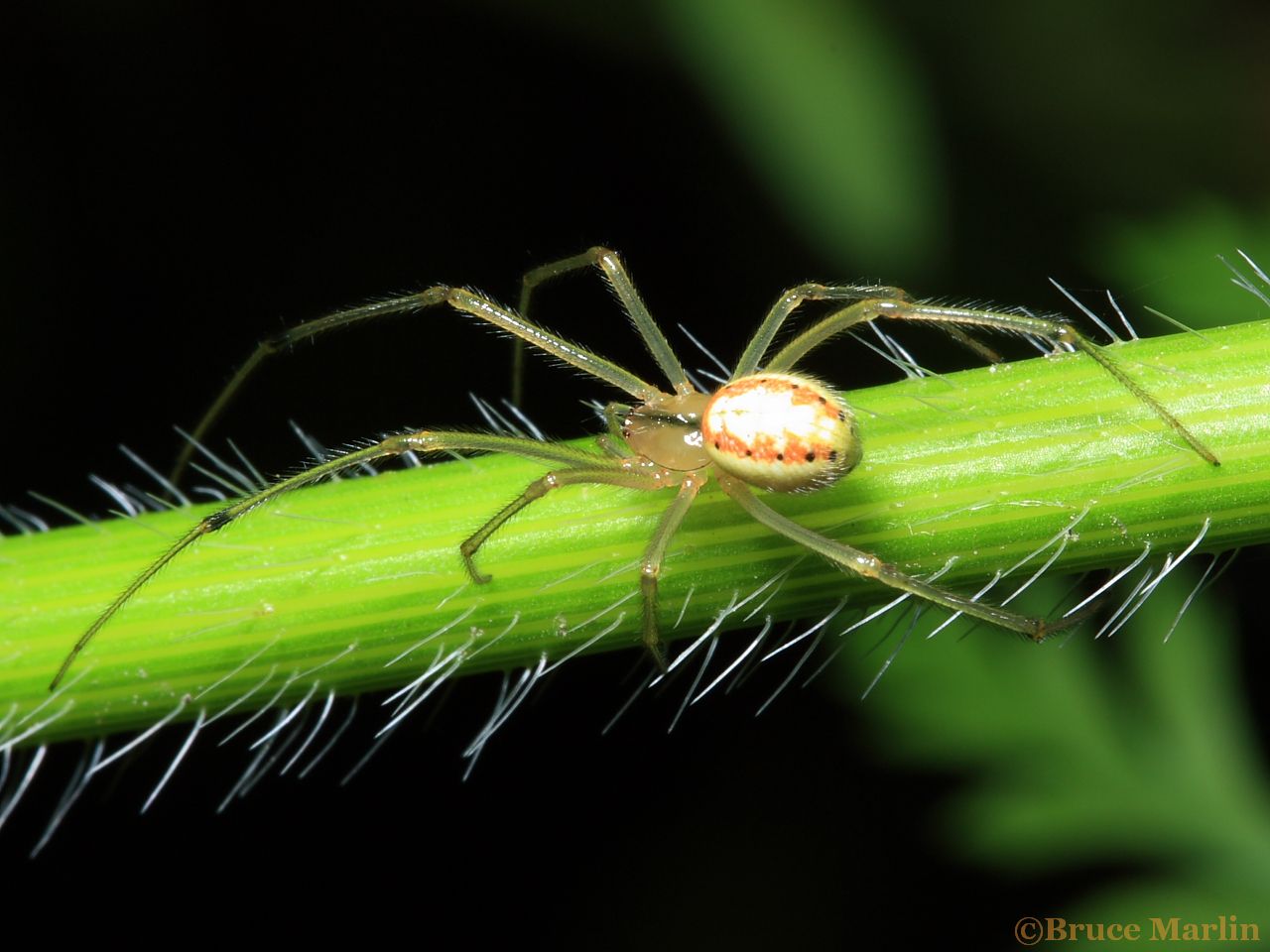 Cobweb Spider - Enoplognatha ovata