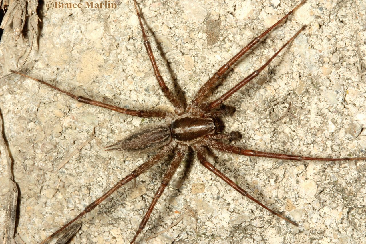 The common spiders of the United States. Spiders -- United States