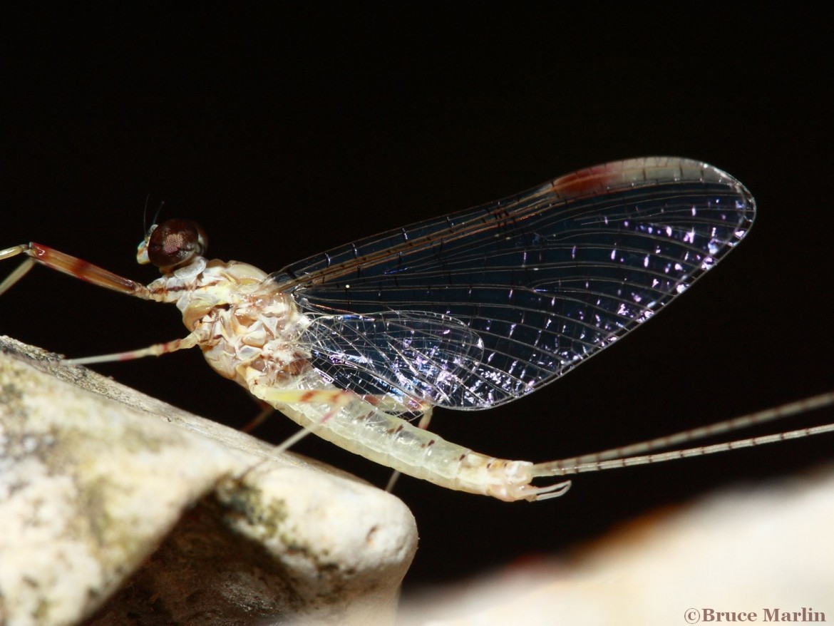 Mayfly Adult - Stenonema femoratum